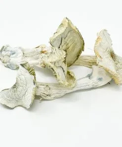 Albino A+ Mushrooms – potent leucistic psilocybin strain sold by PsychedelicHub.shop