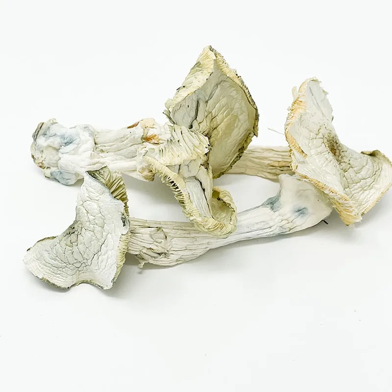 Albino A+ Mushrooms – potent leucistic psilocybin strain sold by PsychedelicHub.shop