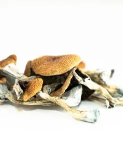 Brazilian Magic Mushrooms with organic caps and stems – vibrant psilocybin cubensis strain from South America