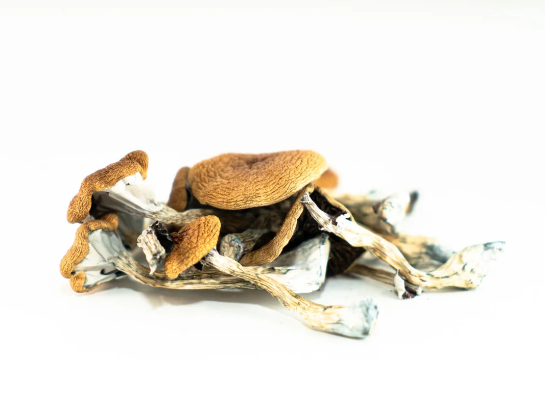 Brazilian Magic Mushrooms with organic caps and stems – vibrant psilocybin cubensis strain from South America