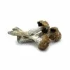 African Transkei Mushrooms – premium South African psilocybin strain from PsychedelicHub.shop