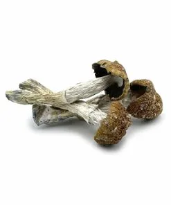African Transkei Mushrooms – premium South African psilocybin strain from PsychedelicHub.shop