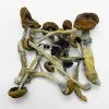 Malabar Magic Mushrooms – Indian coastal psilocybin strain with calming effects and organic growth