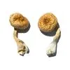 Cambodian Gold Magic Mushrooms – golden-cap psilocybe strain grown for energetic clarity and focus
