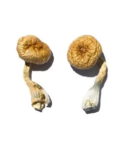 Cambodian Gold Magic Mushrooms – golden-cap psilocybe strain grown for energetic clarity and focus