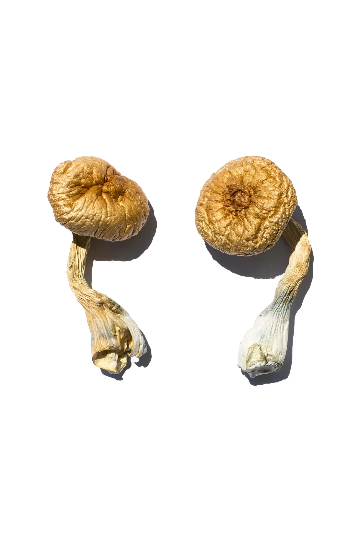Cambodian Gold Magic Mushrooms – golden-cap psilocybe strain grown for energetic clarity and focus