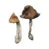 Hawaiian Magic Mushrooms – tropical psilocybin strain with vibrant caps and mood-enhancing effects
