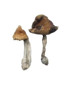 Hawaiian Magic Mushrooms – tropical psilocybin strain with vibrant caps and mood-enhancing effects