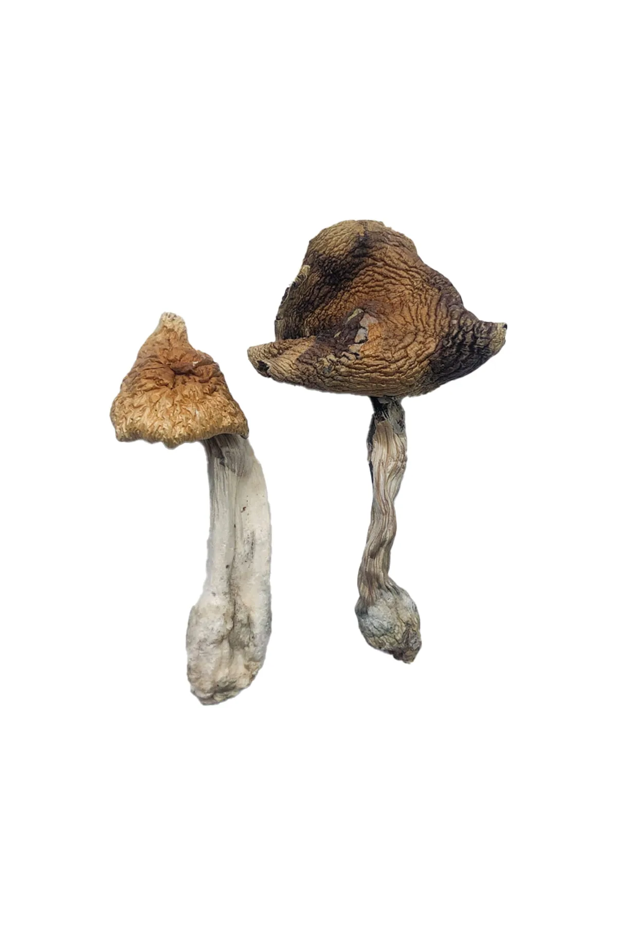 Hawaiian Magic Mushrooms – tropical psilocybin strain with vibrant caps and mood-enhancing effects
