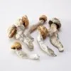 Penis Envy Magic Mushrooms – high-potency psilocybin strain with dense caps and intense effects