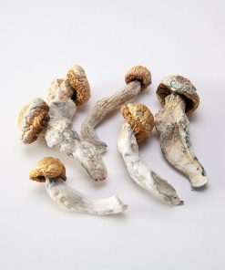 Penis Envy Magic Mushrooms For Sale Online