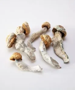 Penis Envy Magic Mushrooms – high-potency psilocybin strain with dense caps and intense effects