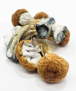 Blue Meanie Mushrooms – potent psilocybin strain with strong visuals sold by PsychedelicHub.shop