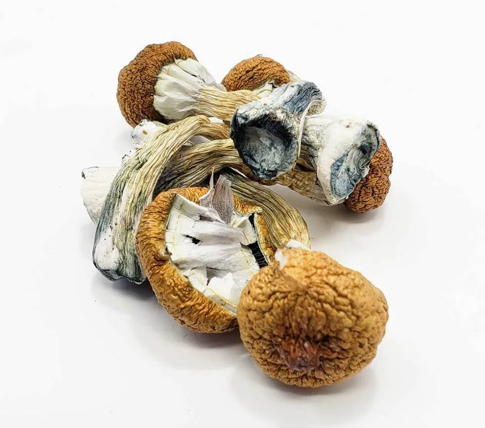 Blue Meanie Mushrooms – potent psilocybin strain with strong visuals sold by PsychedelicHub.shop