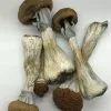 Golden Teacher mushrooms with golden caps and white stems – a psilocybin strain for emotional insight and healing