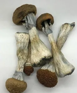 Golden Teacher mushrooms with golden caps and white stems – a psilocybin strain for emotional insight and healing