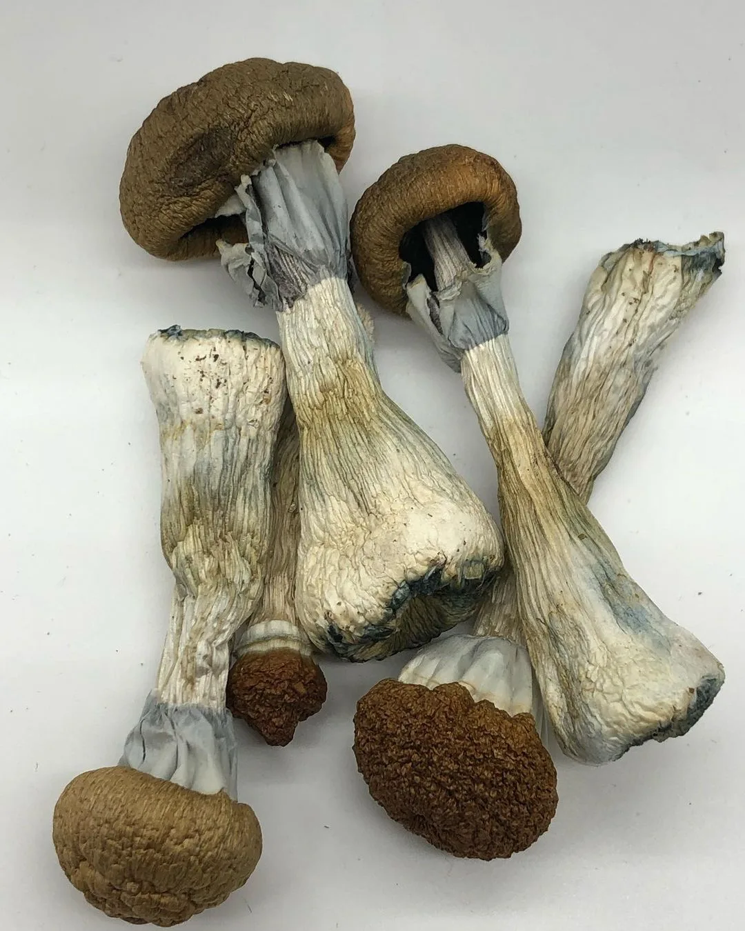 Golden Teacher mushrooms with golden caps and white stems – a psilocybin strain for emotional insight and healing