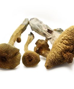 Buy Magic Mushroom Online