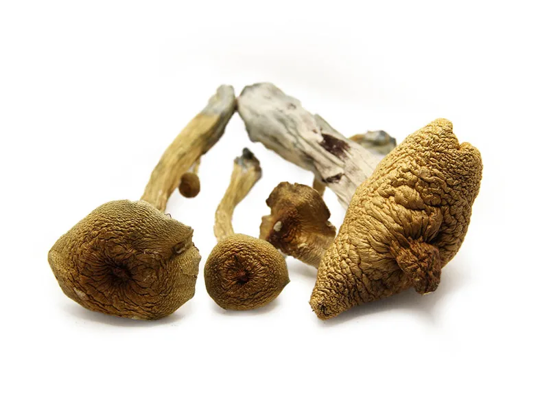 Buy Magic Mushroom Online
