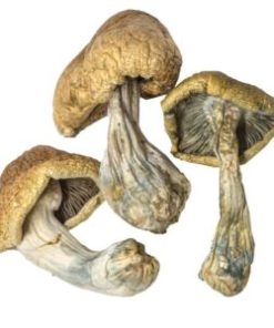 Cambodian Magic mushroom