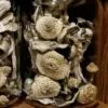 Psilocybe Cyanescens mushroom – potent wavy cap strain with strong visuals and deep effects