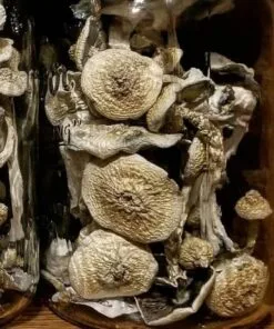 Psilocybe Cyanescens mushroom – potent wavy cap strain with strong visuals and deep effects