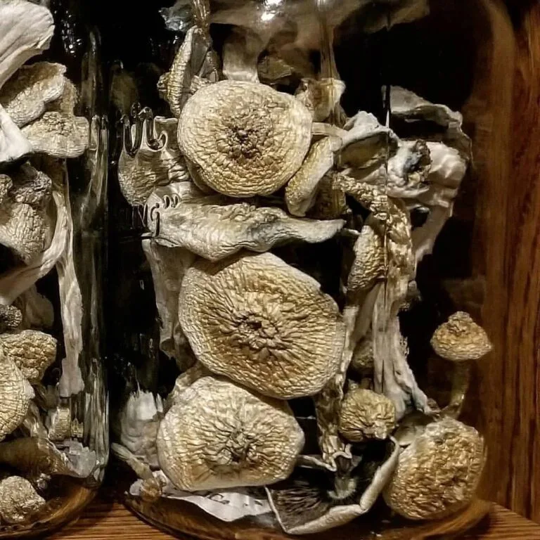 Psilocybe Cyanescens mushroom – potent wavy cap strain with strong visuals and deep effects