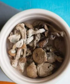 Psilocybe stuntzii mushroom – gentle Pacific Northwest psilocybin species