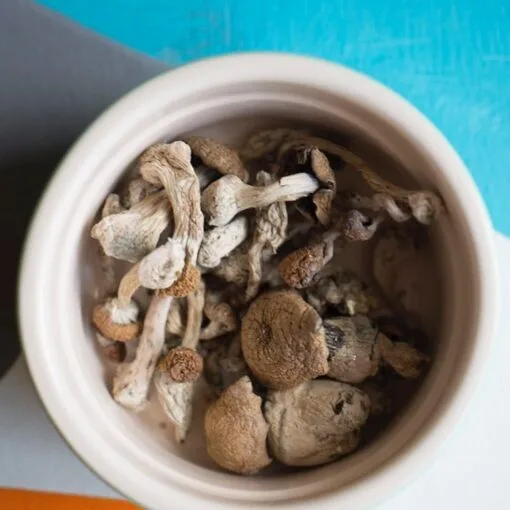 psilocybe-stuntzii-pacific-northwest-magic-mushroom.jpg Psilocybe stuntzii mushroom – gentle Pacific Northwest psilocybin species