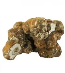 Psilocybe tampanensis truffles – philosopher’s stone magic sclerotia