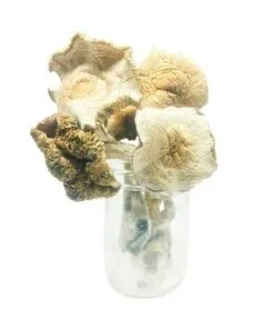 Psilocybe weilii mushroom specimen – southeastern US psilocybin variety