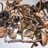 Buy Psilocybe liniformans