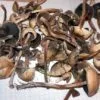 Psilocybe liniformans var. americana: Definitive ID Guide