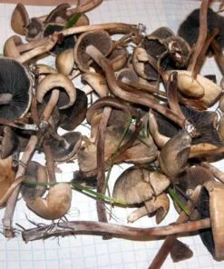 High-quality dried Psilocybe liniformans var. americana mushrooms from PsychedelicHub.shop