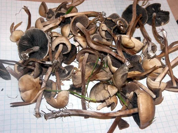 High-quality dried Psilocybe liniformans var. americana mushrooms from PsychedelicHub.shop