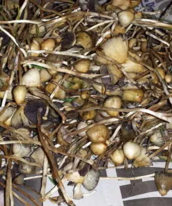 Psilocybe semilanceata wild liberty cap mushroom on grassy field