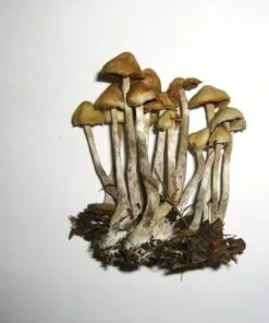 Psilocybe cyanofibrillosa mushroom – forest-based psychoactive species identified by Guzmán and Stamets
