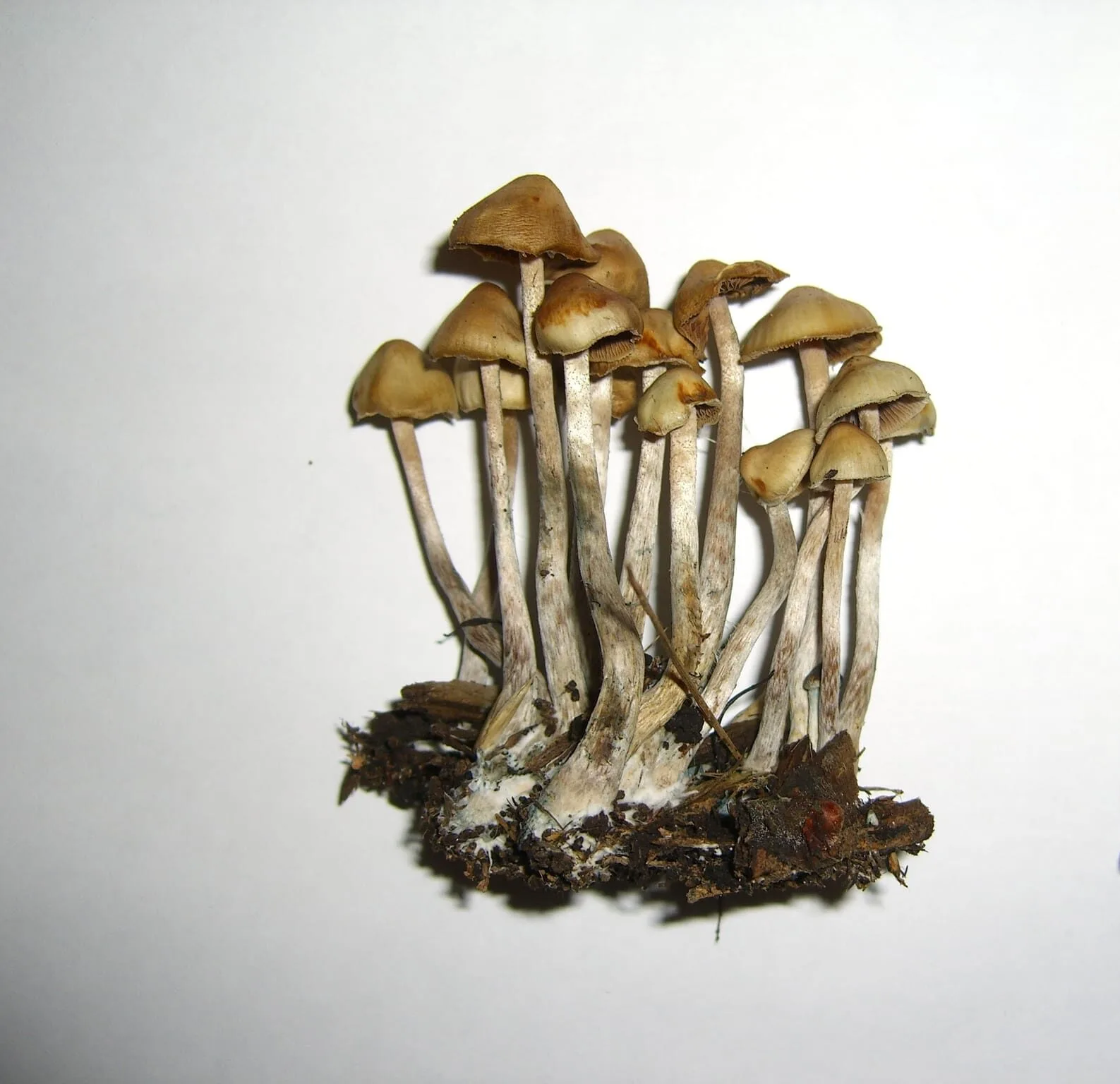 Psilocybe cyanofibrillosa mushroom – forest-based psychoactive species identified by Guzmán and Stamets
