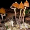 Psilocybe hoogshagenii – sacred Mexican mushroom known as Little Birds of the Woods, used in spiritual rituals