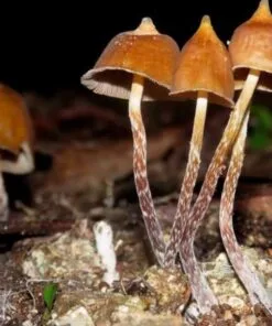 Psilocybe hoogshagenii – sacred Mexican mushroom known as Little Birds of the Woods, used in spiritual rituals