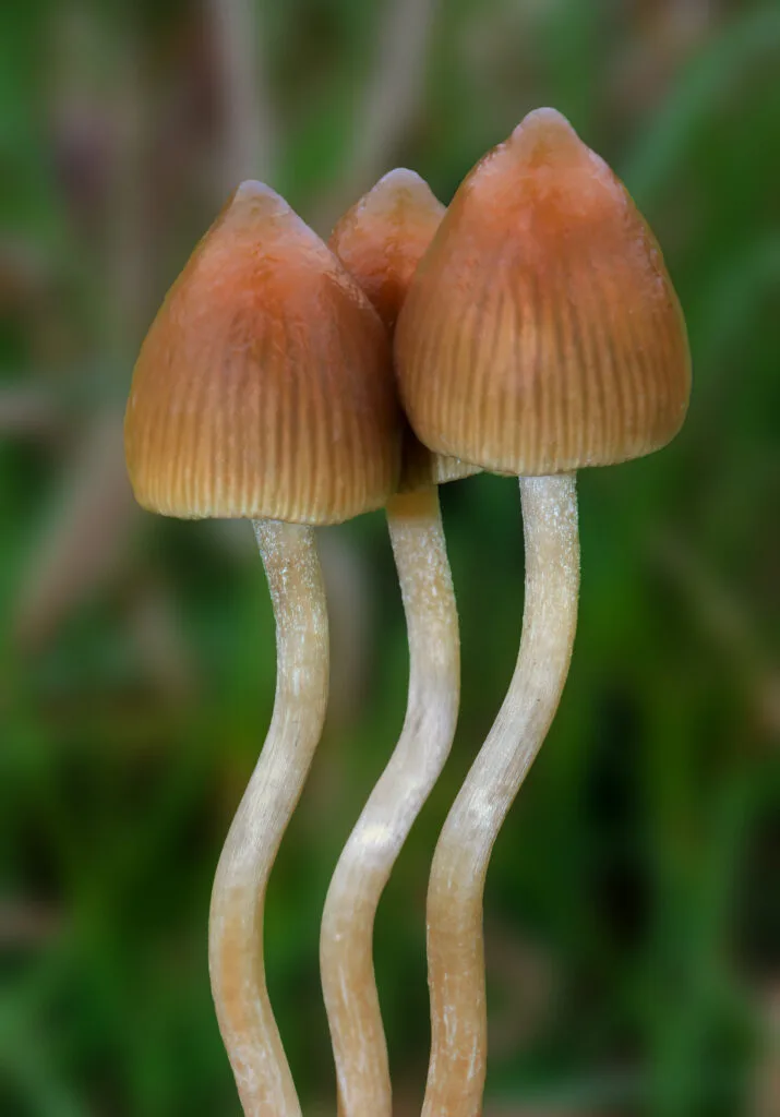 Liberty Cap mushrooms with bell-shaped caps growing in grassy field