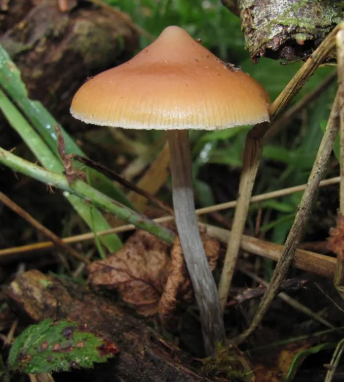 Psilocybe azurescens mushrooms growing on driftwood with caramel-colored wavy caps