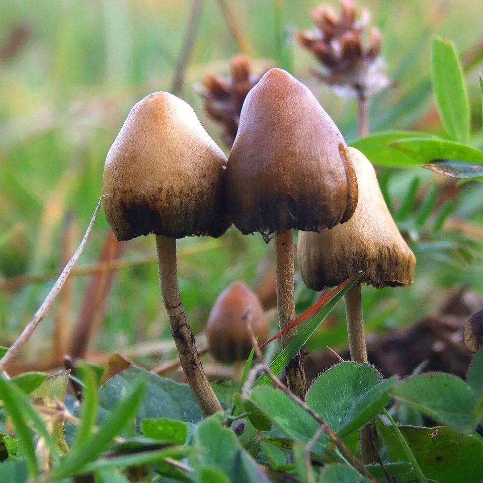 Psilocybe bohemica mushrooms with tall stems and light brown caps in forest soil