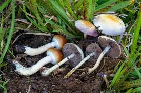 Golden Teacher mushrooms with thick white stems and golden caps