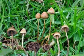 Psilocybe mexicana mushrooms with small round brown caps growing in natural environment