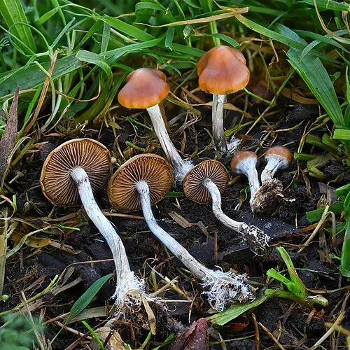 Psilocybe tampanensis magic truffles and small tan mushrooms on dark soil