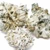 Enigma Mushroom: Ultimate Guide to Potency, Genetics & TW2