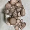 Black Pearl Oyster Mushroom Grow Kit: Ultimate Guide