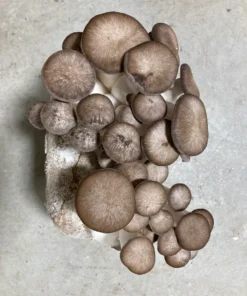 Black Pearl Oyster Mushroom Grow Kit: Ultimate Guide