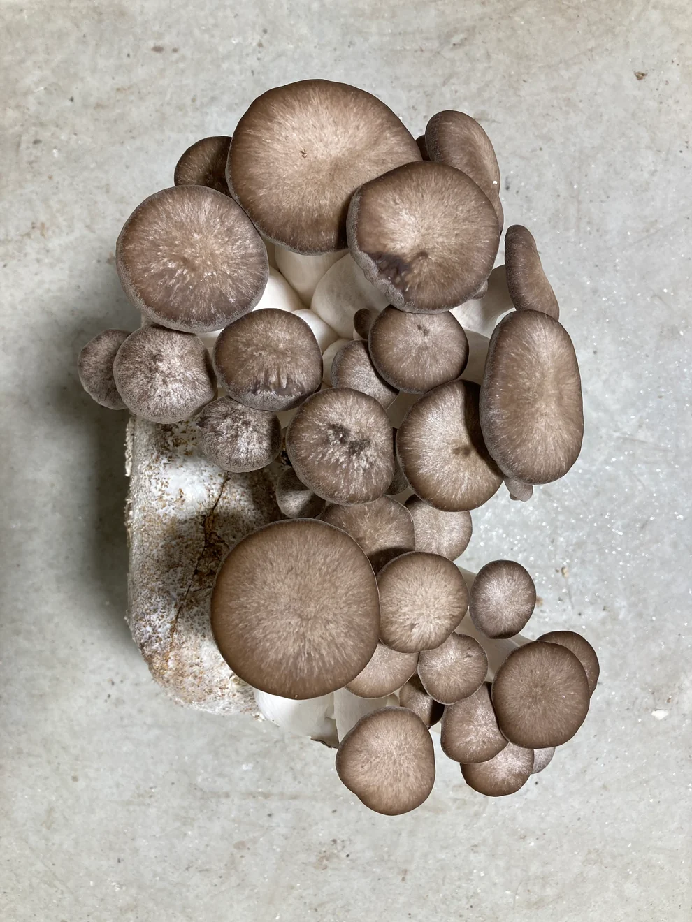 Black Pearl Oyster Mushroom Grow Kit: Ultimate Guide Black Pearl Oyster Mushroom Grow Kit: Ultimate Guide